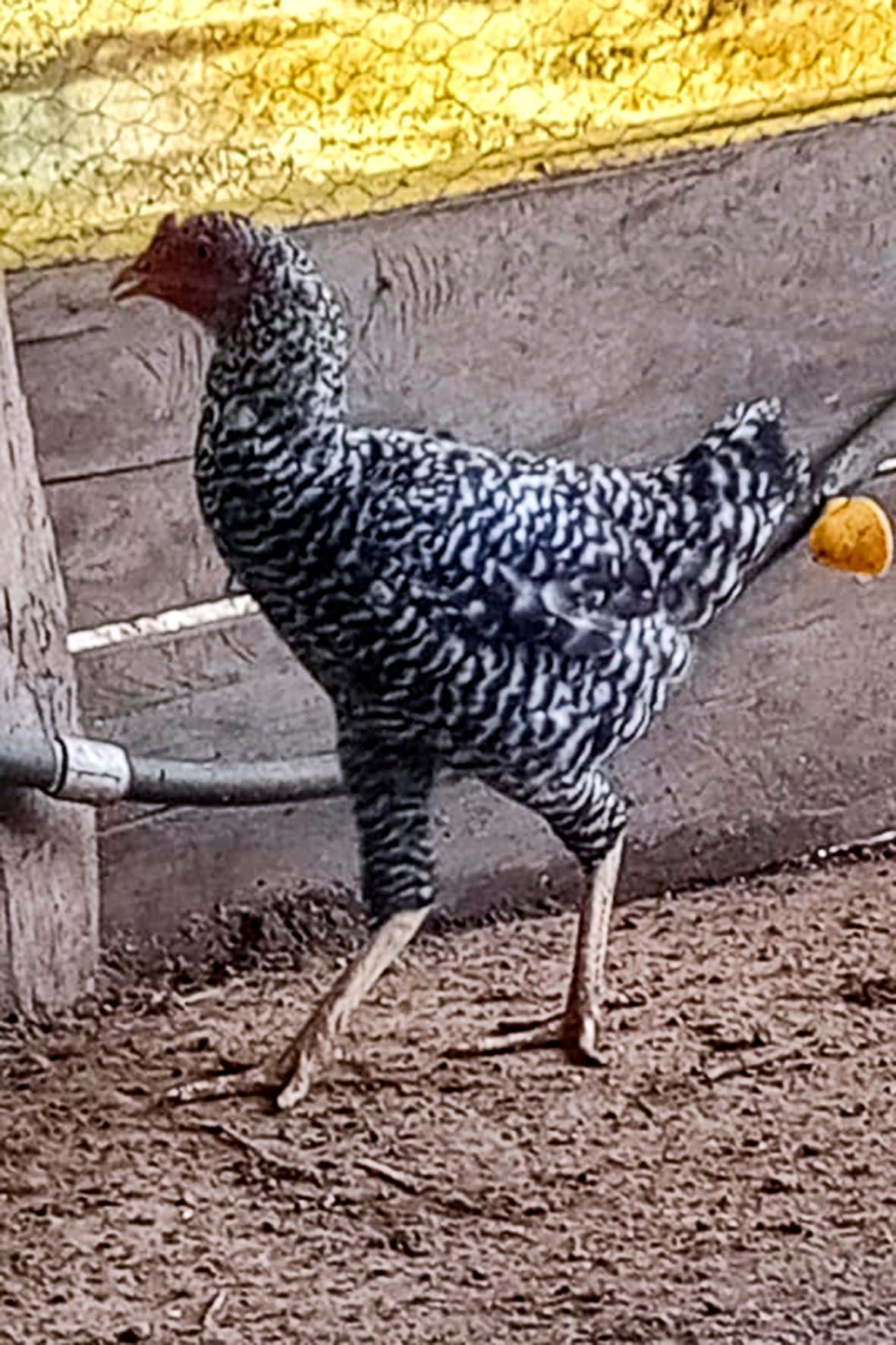 WhatsApp Image 2025-04-03 at 7.35.42 PM (2) copia.jpg